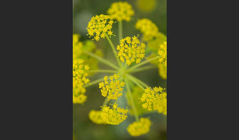 Behaarte Purgierdolde (Thapsia villosa)