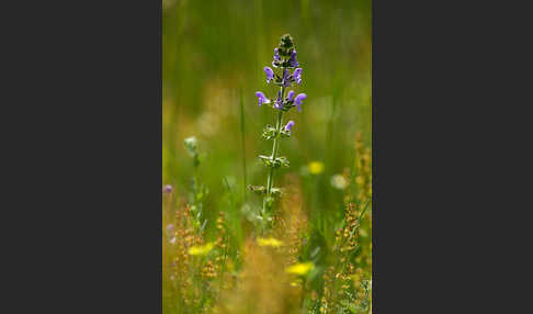 Eisenkraut-Salbei (Salvia verbenaca)