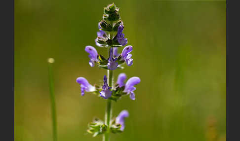 Eisenkraut-Salbei (Salvia verbenaca)