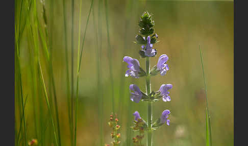 Eisenkraut-Salbei (Salvia verbenaca)