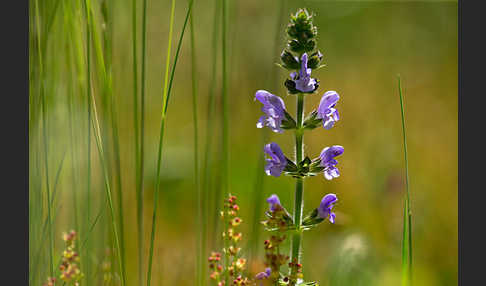 Eisenkraut-Salbei (Salvia verbenaca)