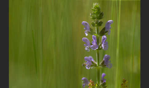 Eisenkraut-Salbei (Salvia verbenaca)