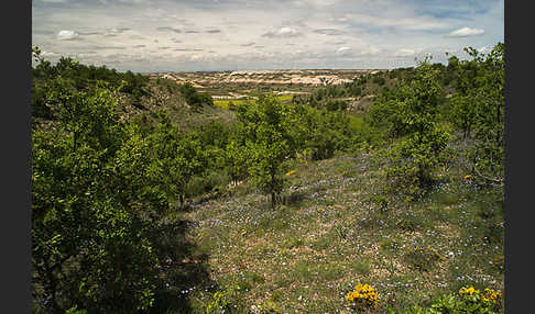 Spanien (Spain)