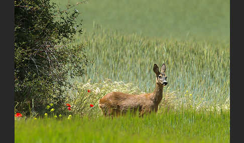 Rehwild (Capreolus capreolus)