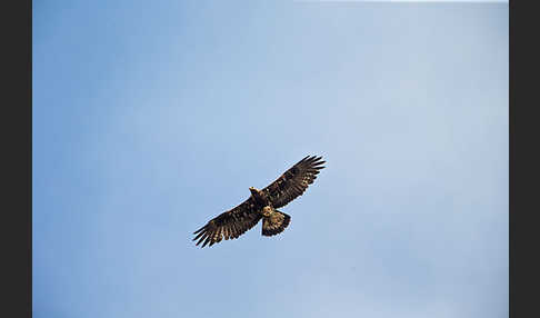 Steinadler (Aquila chrysaetos)