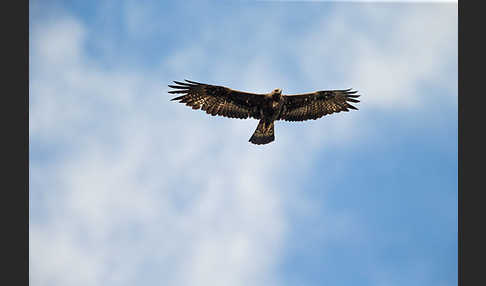 Steinadler (Aquila chrysaetos)