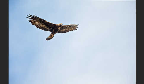 Steinadler (Aquila chrysaetos)