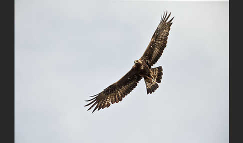 Steinadler (Aquila chrysaetos)