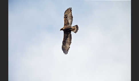 Steinadler (Aquila chrysaetos)