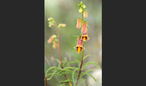 Dunkler Fingerhut (Digitalis obscura)