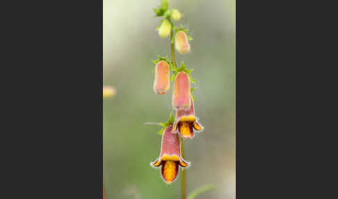 Dunkler Fingerhut (Digitalis obscura)