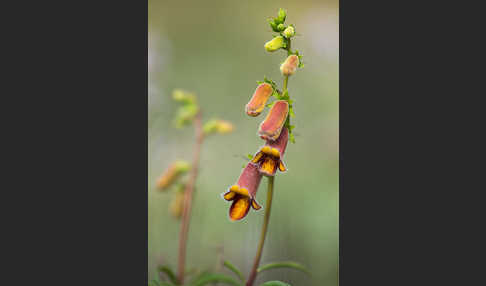 Dunkler Fingerhut (Digitalis obscura)