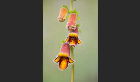 Dunkler Fingerhut (Digitalis obscura)