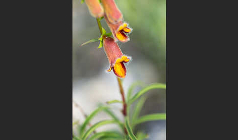 Dunkler Fingerhut (Digitalis obscura)