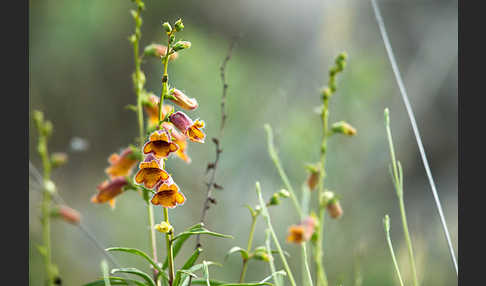 Dunkler Fingerhut (Digitalis obscura)