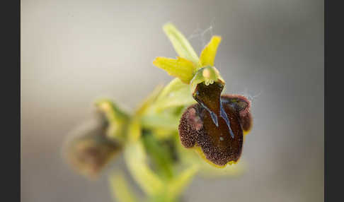 Spinnen-Ragwurz (Ophrys sphegodes)