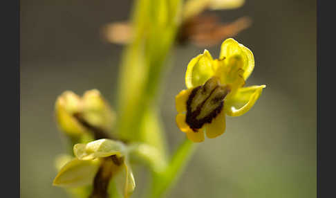 Gelbe Ragwurz (Ophrys lutea)