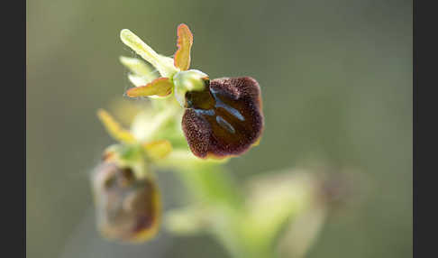 Spinnen-Ragwurz (Ophrys sphegodes)