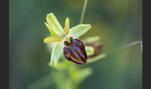 Spinnen-Ragwurz (Ophrys sphegodes)