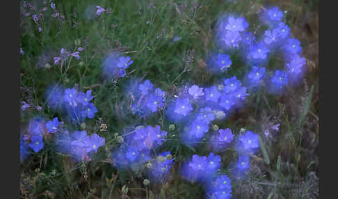 Südfranzösischer Lein (Linum narbonense)