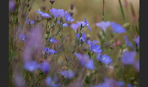 Südfranzösischer Lein (Linum narbonense)