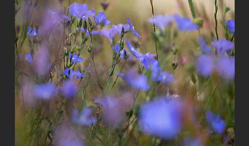 Südfranzösischer Lein (Linum narbonense)