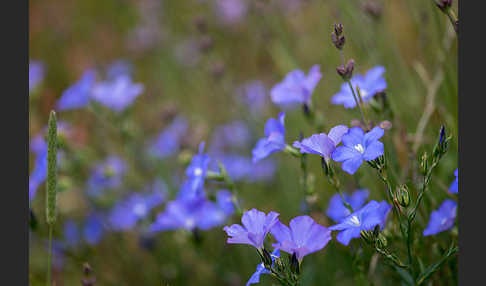 Südfranzösischer Lein (Linum narbonense)