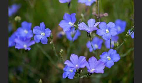 Südfranzösischer Lein (Linum narbonense)