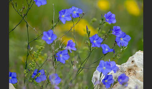 Südfranzösischer Lein (Linum narbonense)