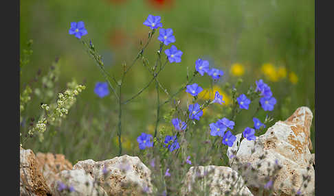 Südfranzösischer Lein (Linum narbonense)