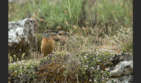 Steinrötel (Monticola saxatilis)