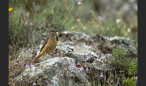 Steinrötel (Monticola saxatilis)