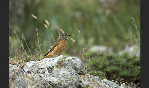 Steinrötel (Monticola saxatilis)