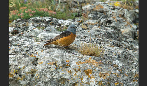 Steinrötel (Monticola saxatilis)