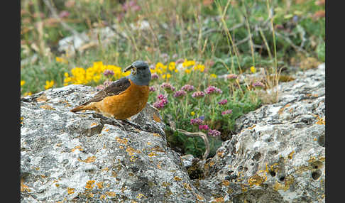 Steinrötel (Monticola saxatilis)