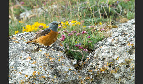 Steinrötel (Monticola saxatilis)