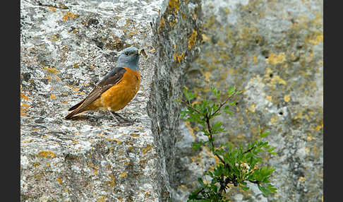 Steinrötel (Monticola saxatilis)