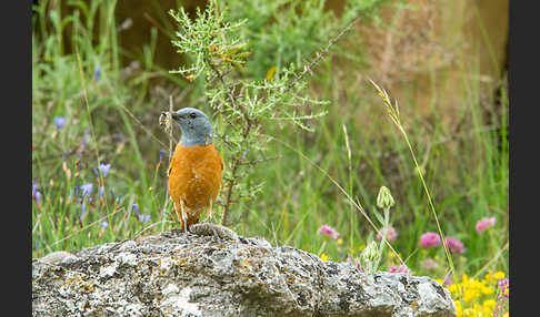 Steinrötel (Monticola saxatilis)