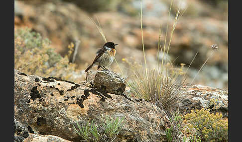 Schwarzkehlchen (Saxicola torquata)