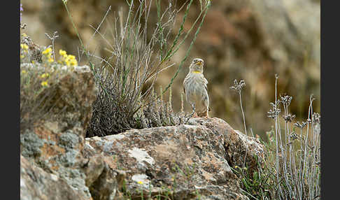 Steinsperling (Petronia petronia)