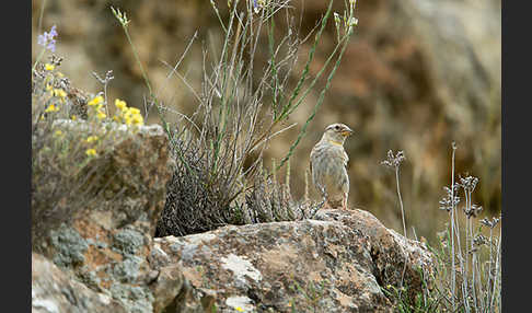 Steinsperling (Petronia petronia)