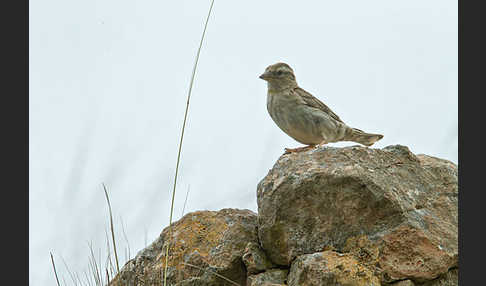 Steinsperling (Petronia petronia)