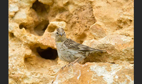 Steinsperling (Petronia petronia)