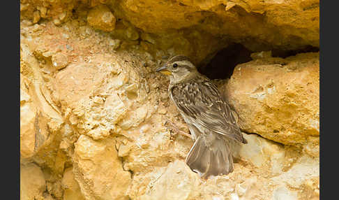 Steinsperling (Petronia petronia)