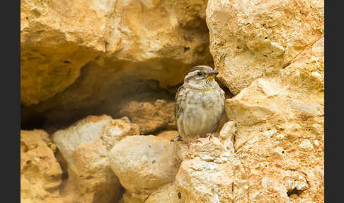 Steinsperling (Petronia petronia)