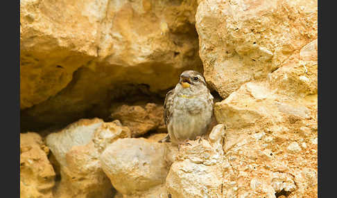 Steinsperling (Petronia petronia)