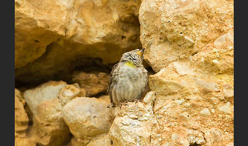 Steinsperling (Petronia petronia)