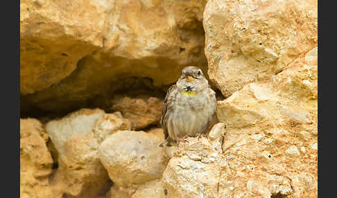 Steinsperling (Petronia petronia)