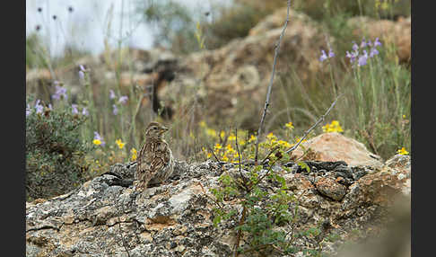 Steinsperling (Petronia petronia)