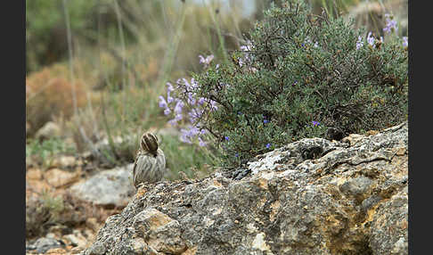 Steinsperling (Petronia petronia)